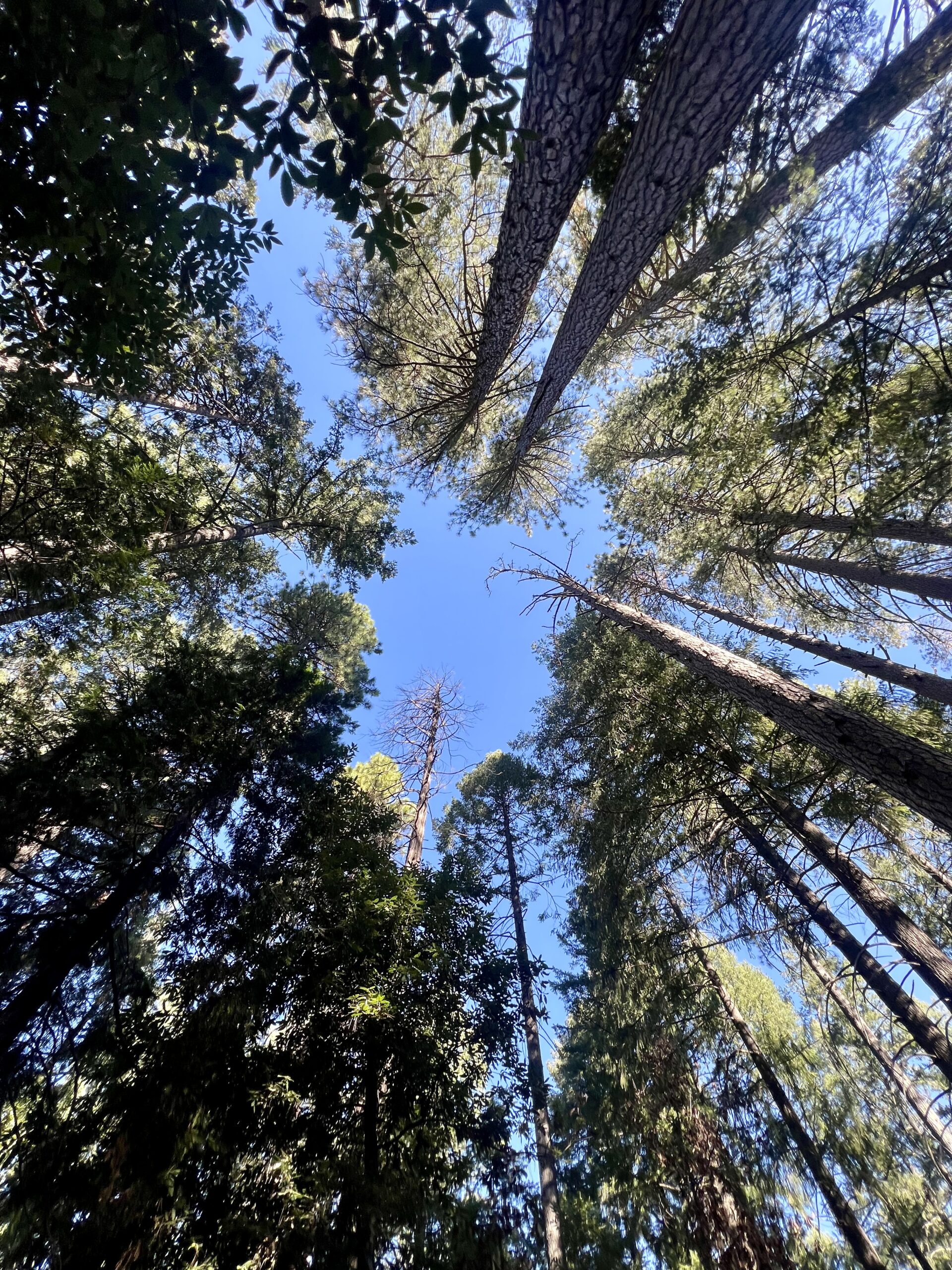 Campsite nestled among the pines