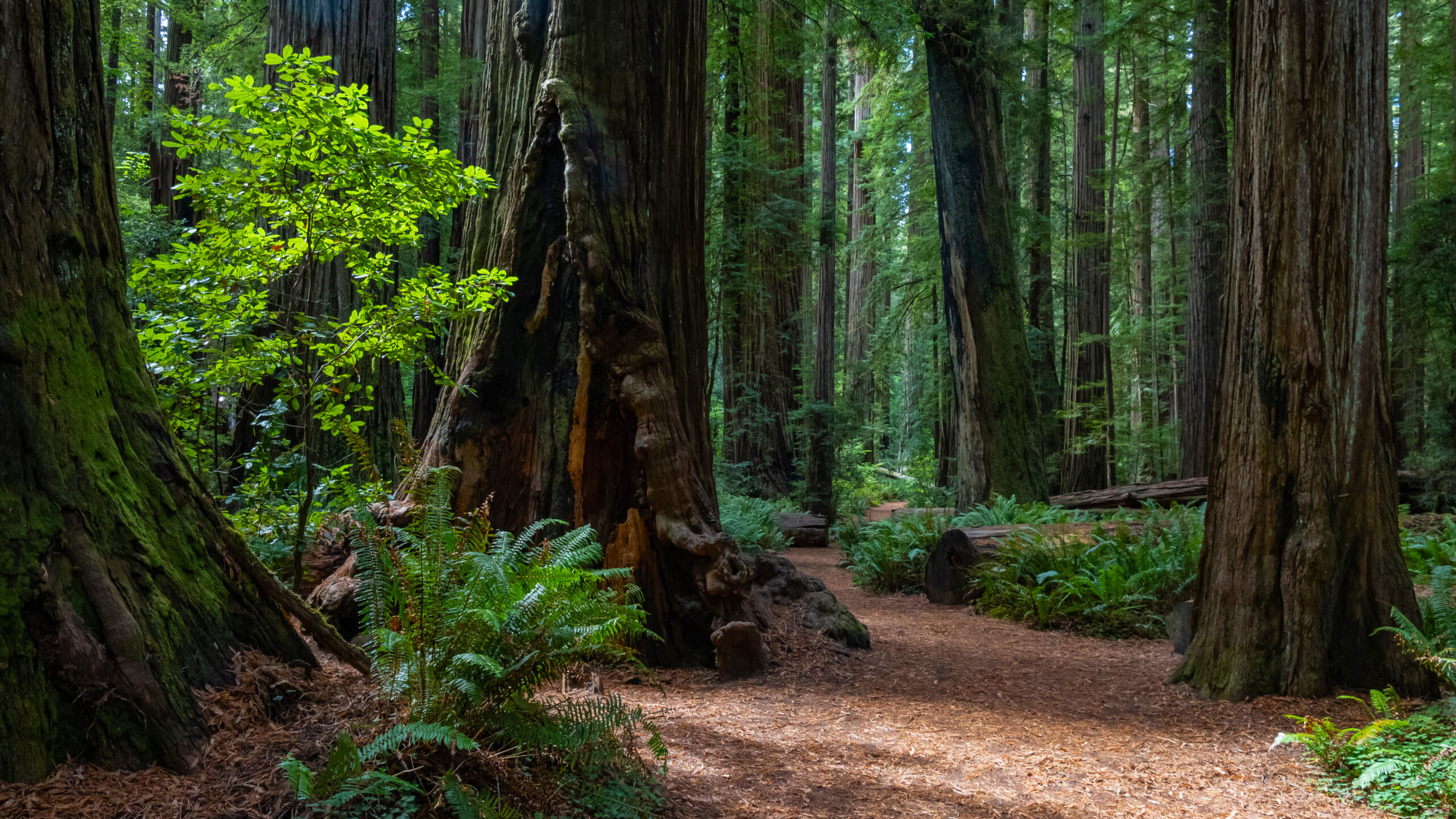 Forest hiking trails